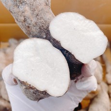 가정용 마