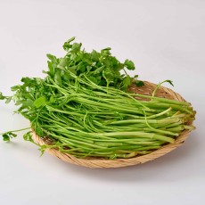 청도 미나리