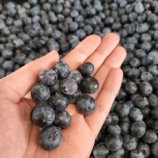 국내산 생 블루베리 (팩당 100g)