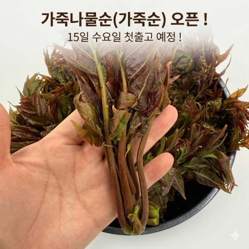가죽나물순(가죽순)