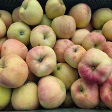 [자체물류] 주스용 빨간사과